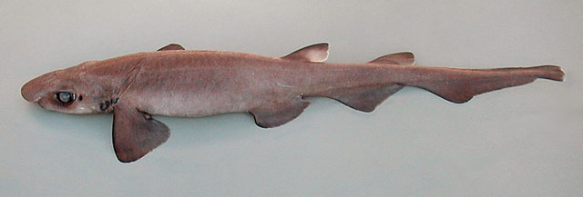 Gamur_u0.jpg