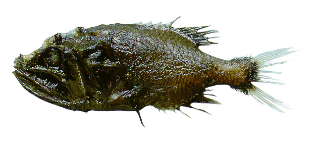 Gibberichthys pumilus