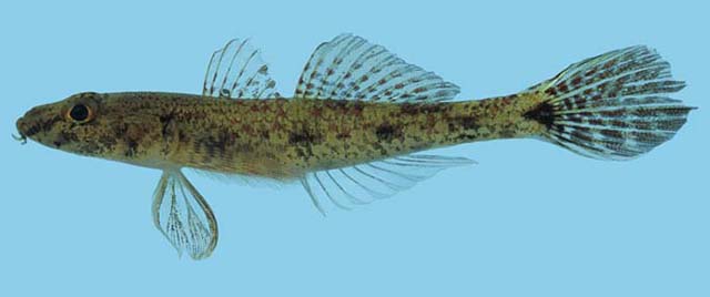 Glossogobius bicirrhosus