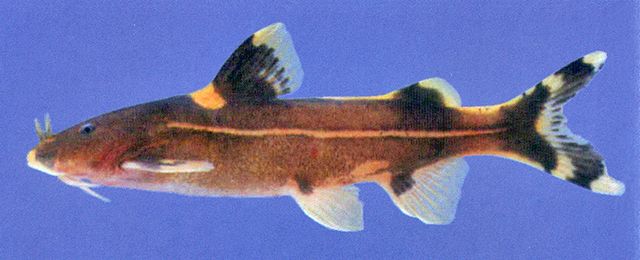 Glyptothorax dorsalis