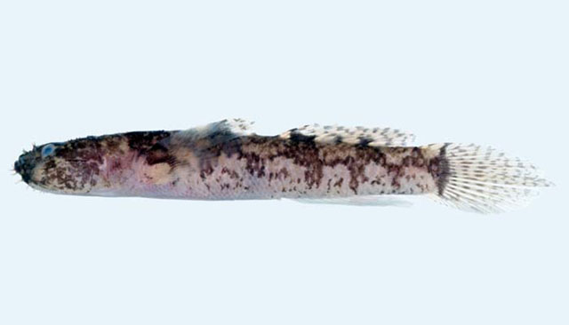 Gobiopsis liolepis