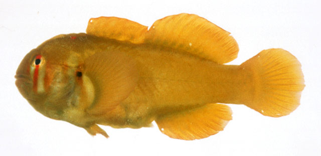 Gobiodon atrangulatus