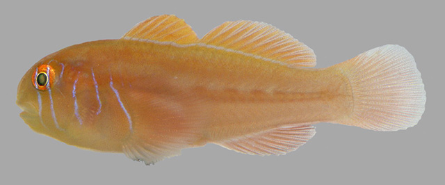 Gobiodon bilineatus