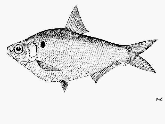 Gonialosa modesta