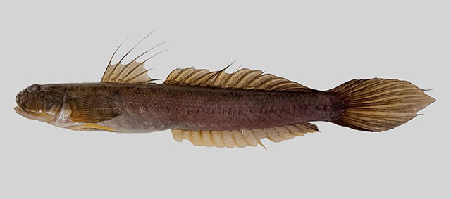 Gobionellus oceanicus