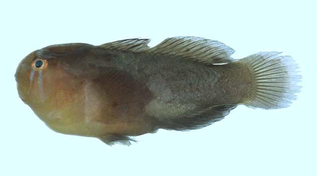 Gobiodon oculolineatus