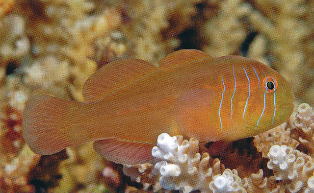 Gobiodon prolixus