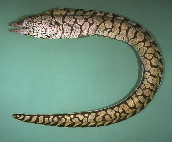 Gymnothorax berndti