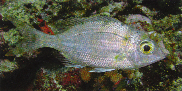 Gymnocranius elongatus