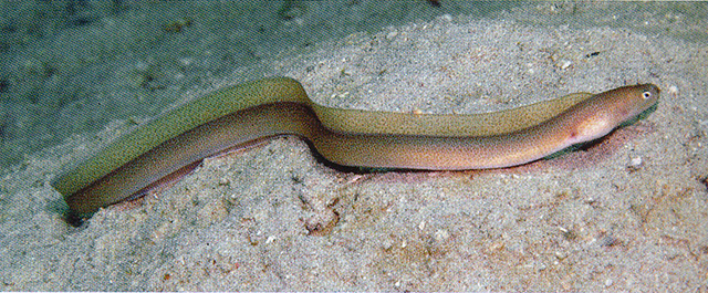 Gymnothorax microstictus