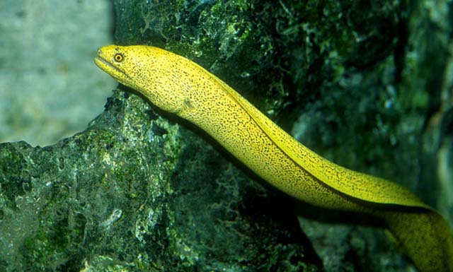 Gymnothorax miliaris