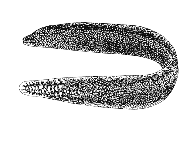 Gymnothorax miliaris
