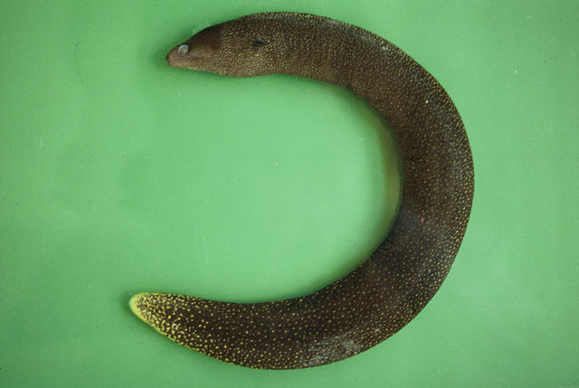Gymnothorax miliaris