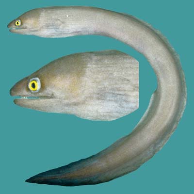 Gymnothorax pindae