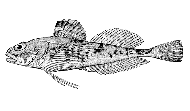 Gymnocanthus pistilliger