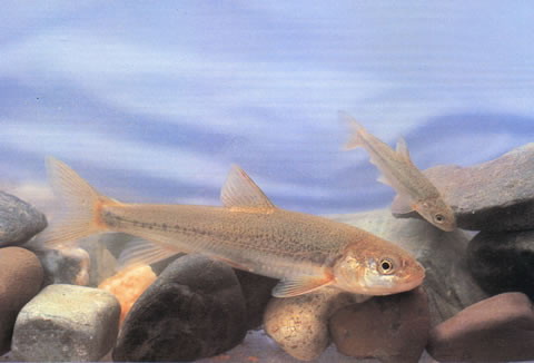 Gymnocypris potanini