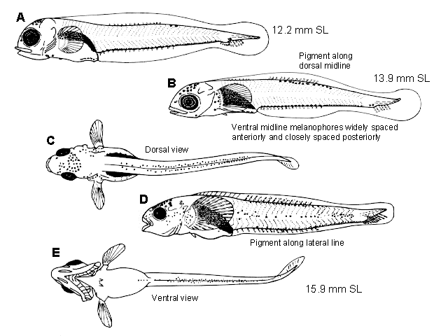 Gymnocanthus tricuspis