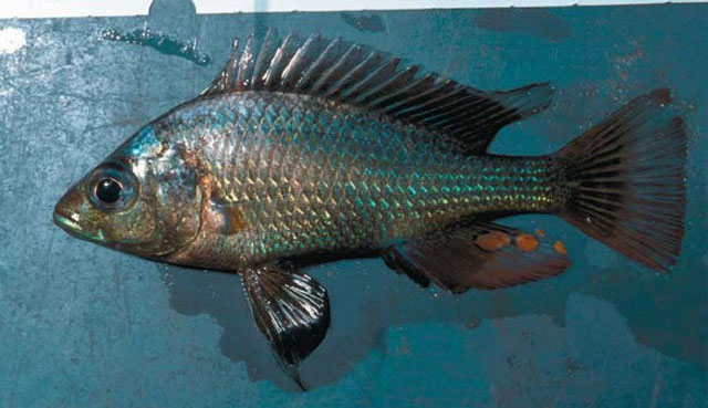 Haplochromis nigripinnis