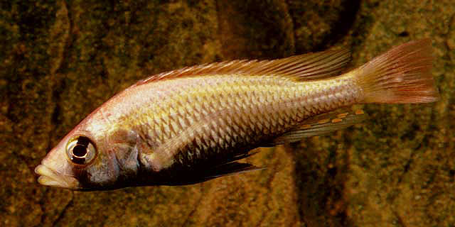 Haplochromis pyrrhocephalus