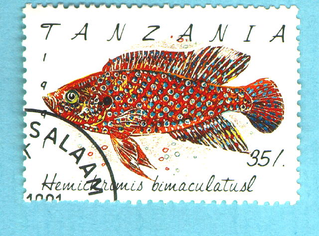 Rubricatochromis bimaculatus