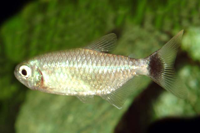 Ramirezella newboldi