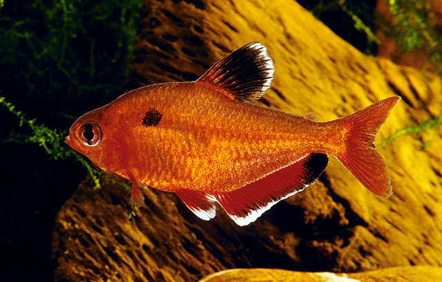 Megalamphodus eques