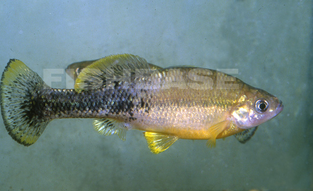 Ilyodon furcidens