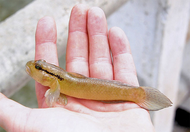 Istigobius diadema