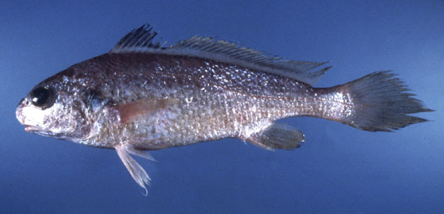 Johnius coitor