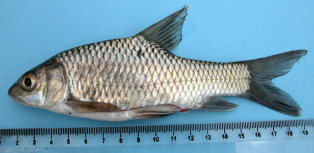 Labeobarbus altianalis