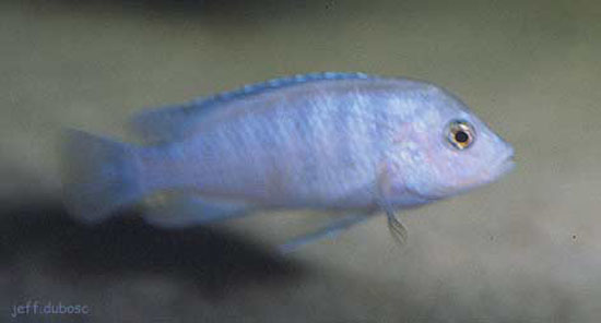 Labidochromis chisumulae