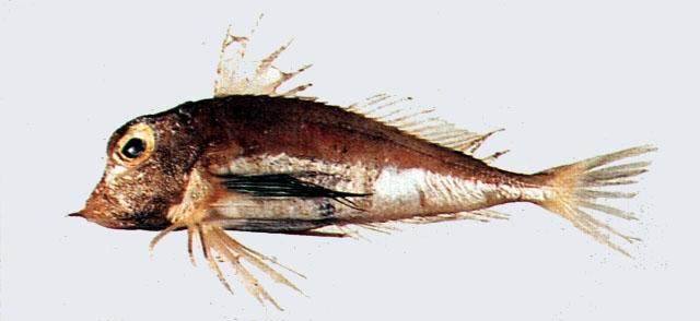 Lepidotrigla abyssalis