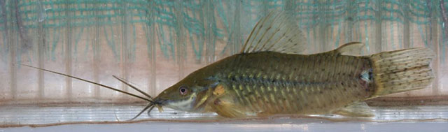 Lepthoplosternum beni