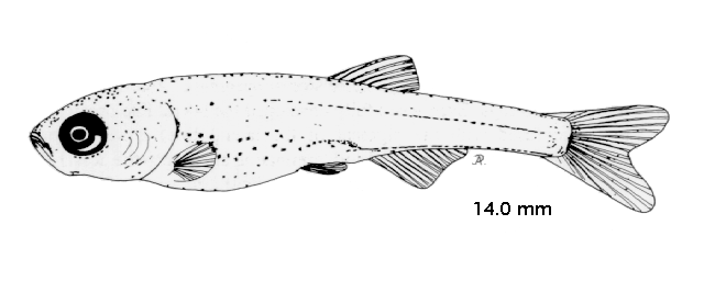 Leucaspius delineatus