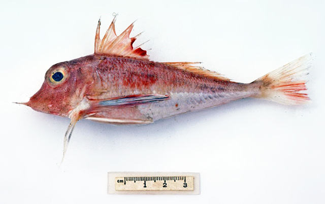 Lepidotrigla larsoni