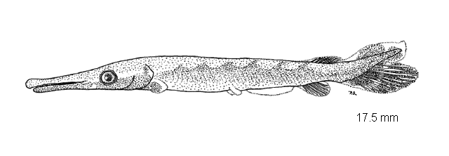 Lepisosteus oculatus