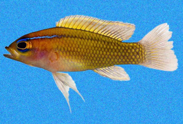 Lipogramma trilineata