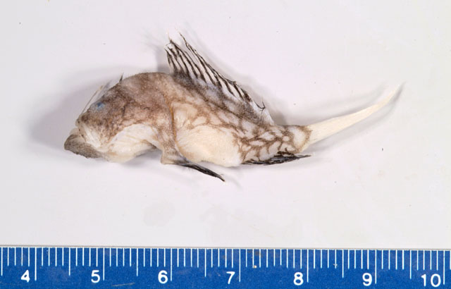 Lobos_u0.jpg