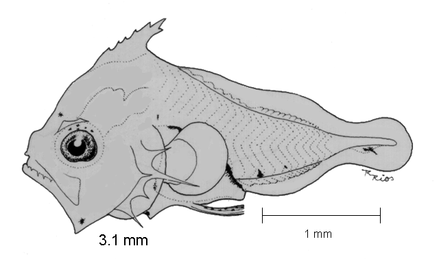 Lobotes surinamensis
