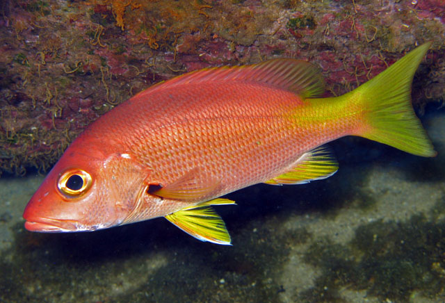 Lutjanus buccanella