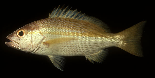 Lutjanus madras