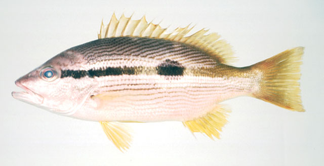 Lutjanus ophuysenii