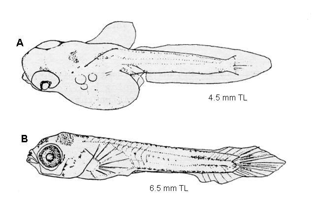 Lucania parva