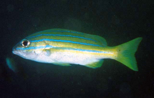 Lutjanus sapphirolineatus