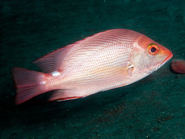 Lutjanus timoriensis