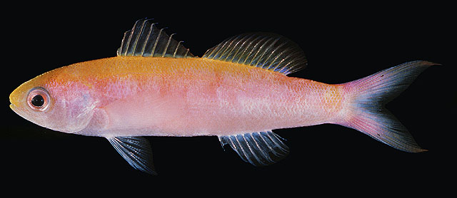 Luzonichthys whitleyi