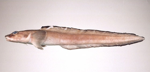 Lynak_u0.jpg