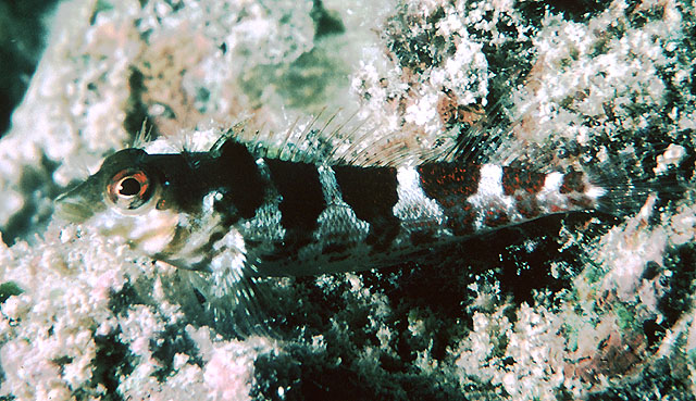 Malacoctenus triangulatus