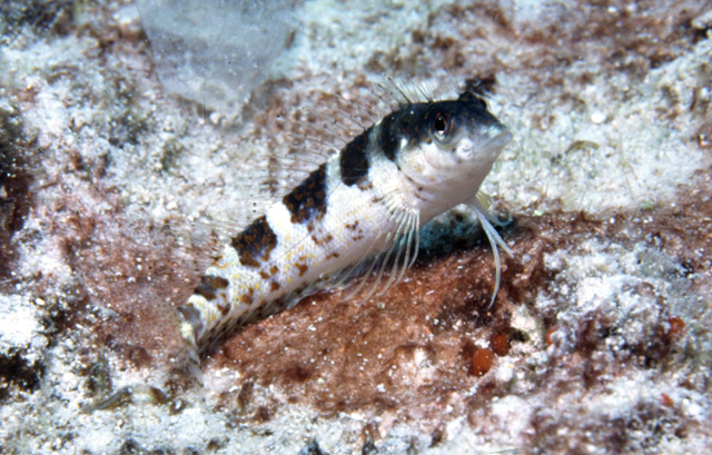 Malacoctenus triangulatus