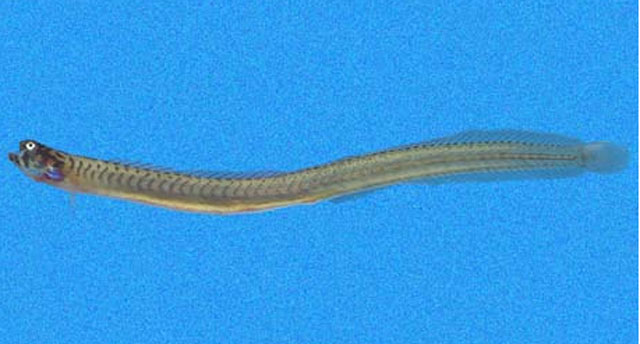 Microdesmus dorsipunctatus